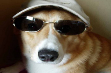 警犬服務(wù)(圖1)