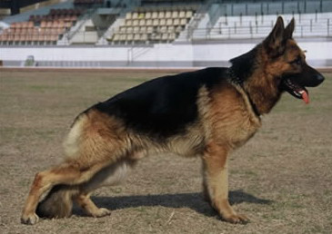 警犬服務(wù)(圖2)