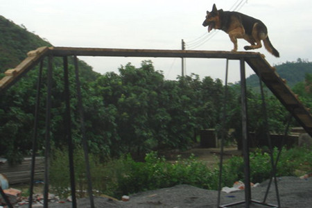 警犬服務(wù)(圖3)